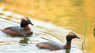 Horned Grebe