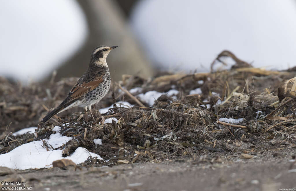 Dusky Thrush male adult, pigmentation, fishing/hunting