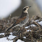 Dusky Thrush