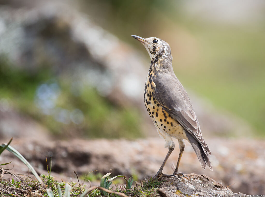 Ethiopian Thrush