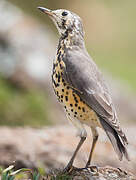 Ethiopian Thrush