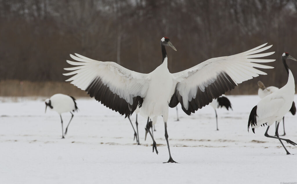 Red-crowned Crane