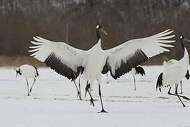 Red-crowned Crane