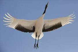 Red-crowned Crane