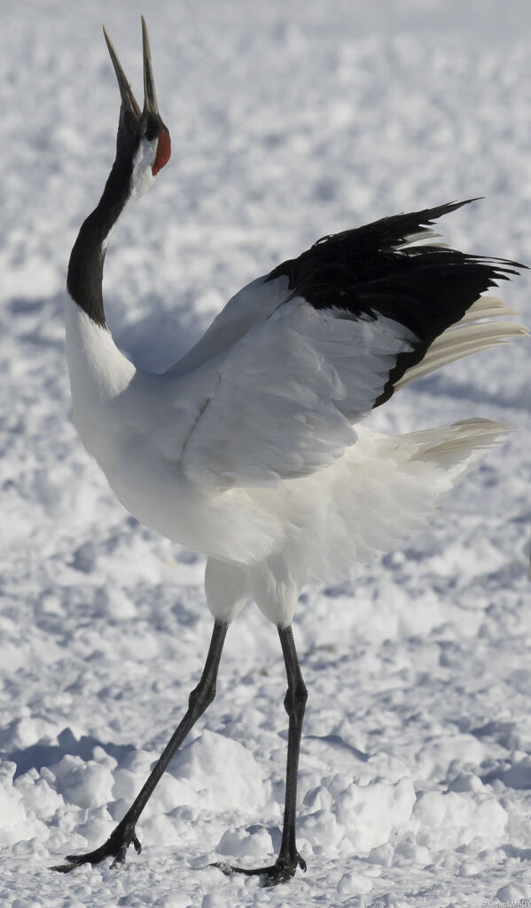 Red-crowned Crane