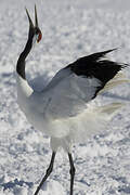 Red-crowned Crane