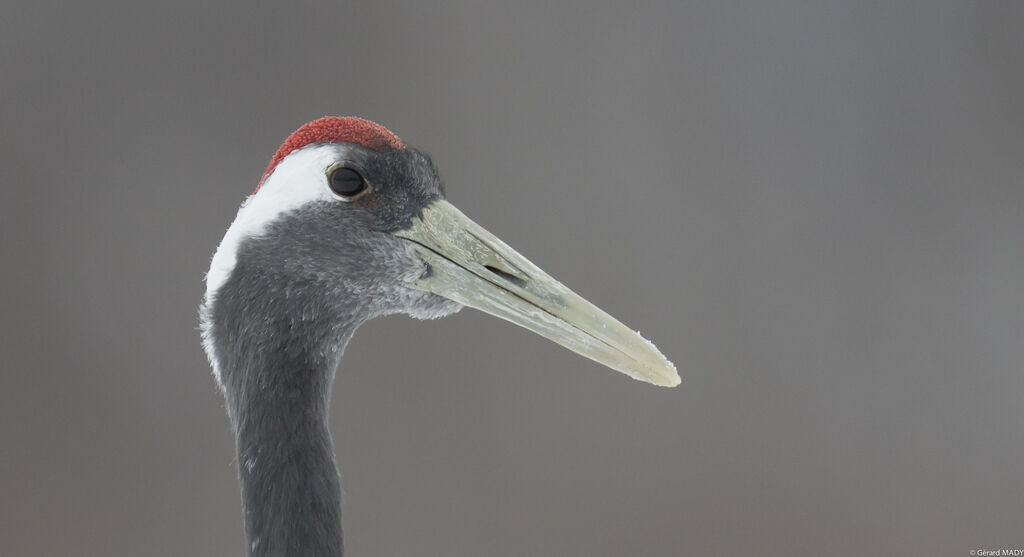 Red-crowned Crane