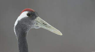 Red-crowned Crane