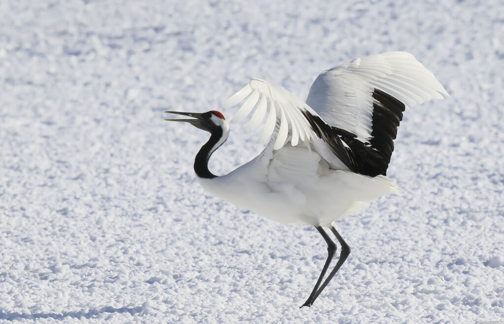 Red-crowned Crane