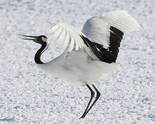 Red-crowned Crane