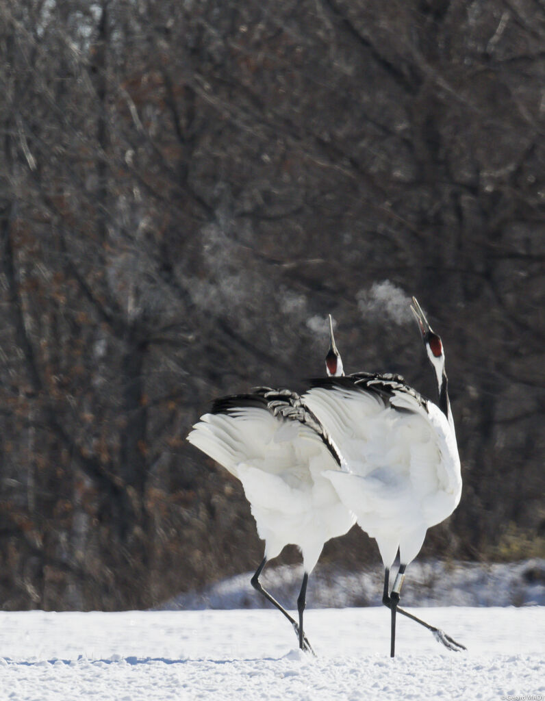 Red-crowned Crane