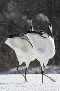 Red-crowned Crane