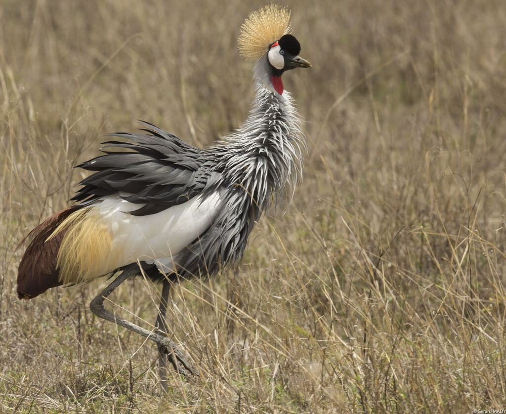 Grey Crowned Crane