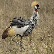 Grey Crowned Crane