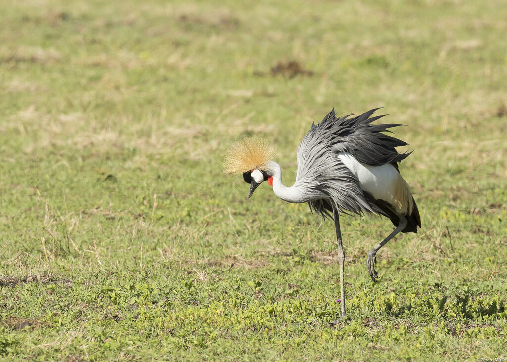 Grey Crowned Crane