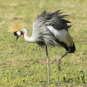 Grey Crowned Crane