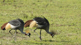 Grey Crowned Crane