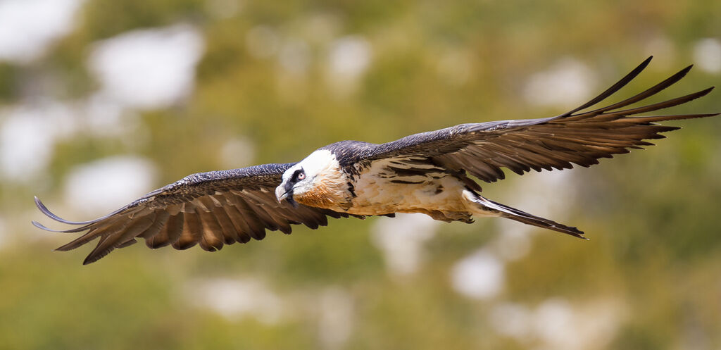 Bearded Vulture