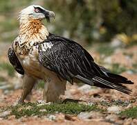 Bearded Vulture