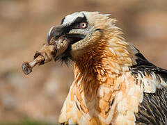 Bearded Vulture