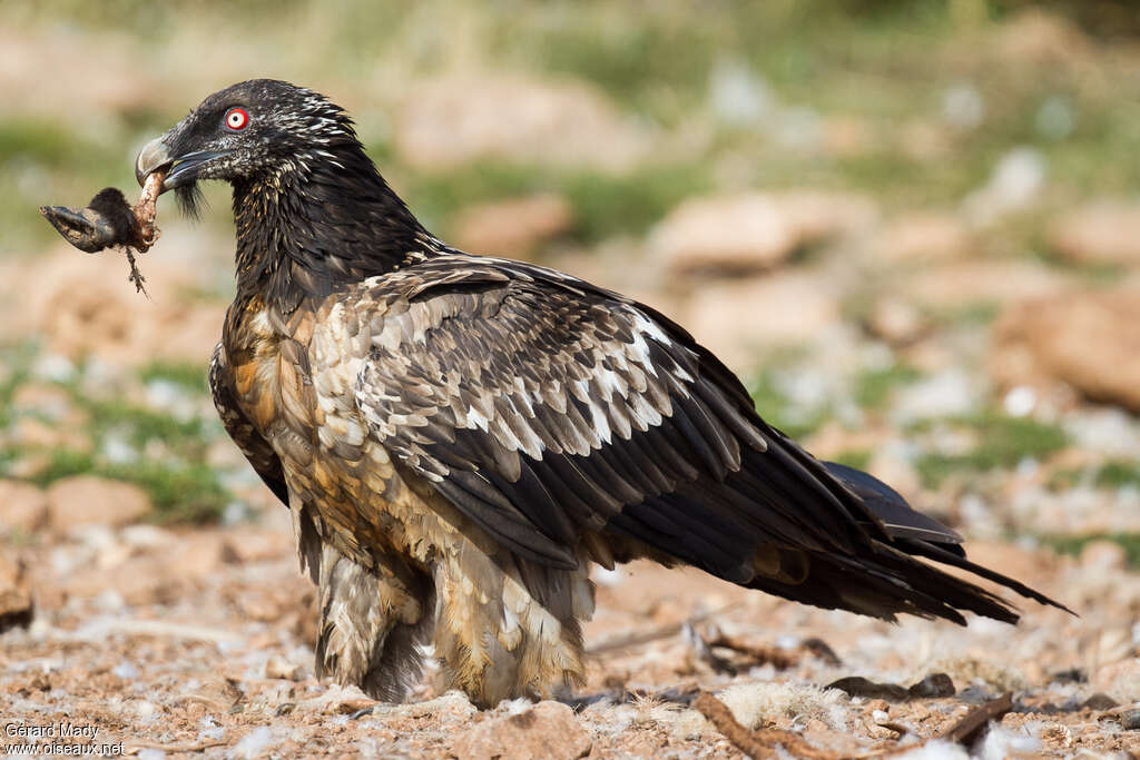 Gypaète barbuimmature, régime