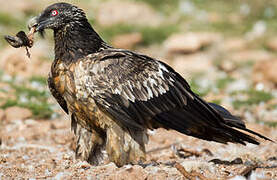 Bearded Vulture