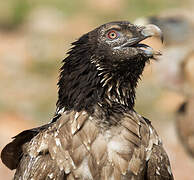 Bearded Vulture