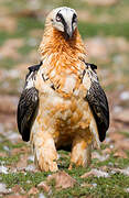 Bearded Vulture