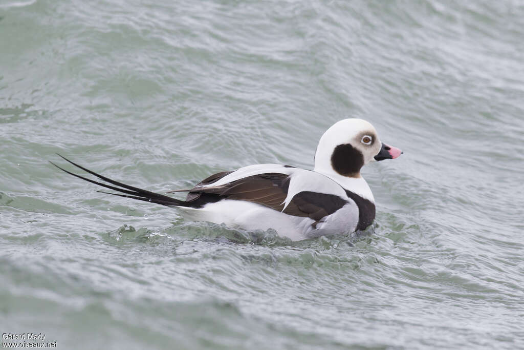 Long-tailed Duck male adult post breeding, identification