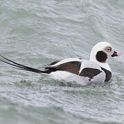 Long-tailed Duck