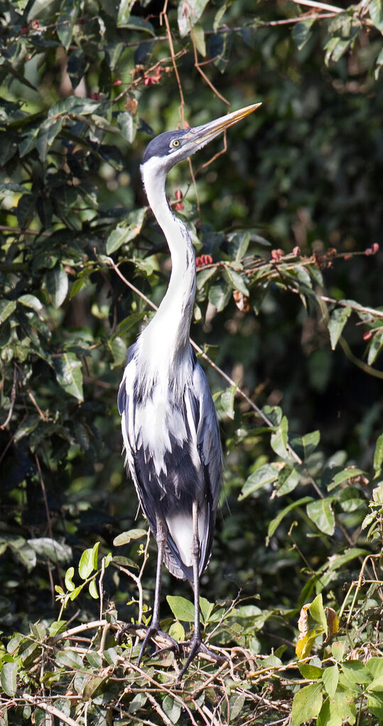 Cocoi Heron