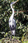 Cocoi Heron