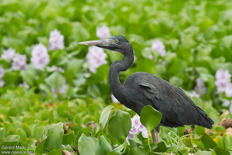 Humblot's Heronadult, identification