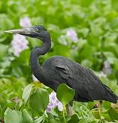 Humblot's Heron