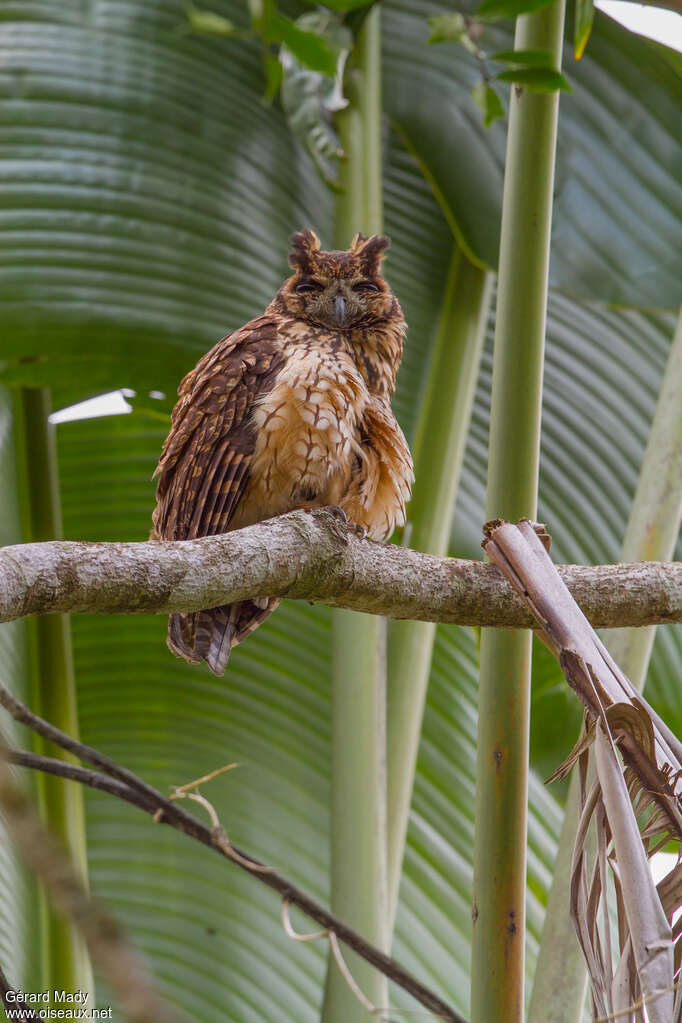 Hibou malgache, identification