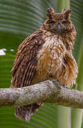 Madagascan Owl