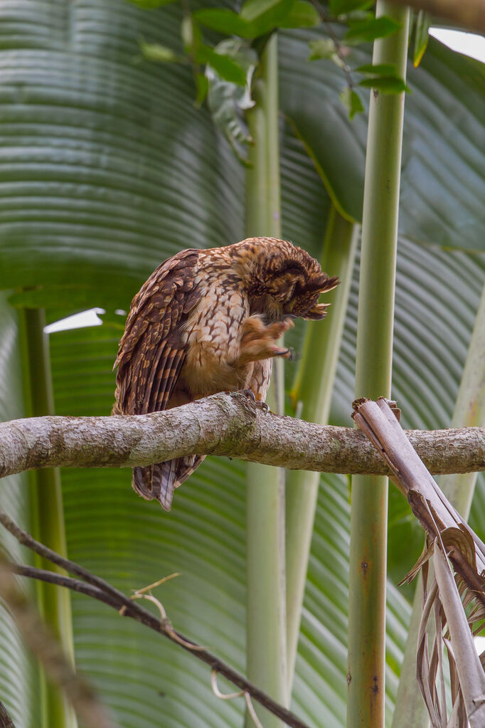 Hibou malgache