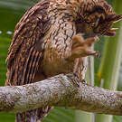 Hibou malgache