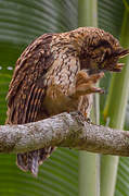 Madagascan Owl