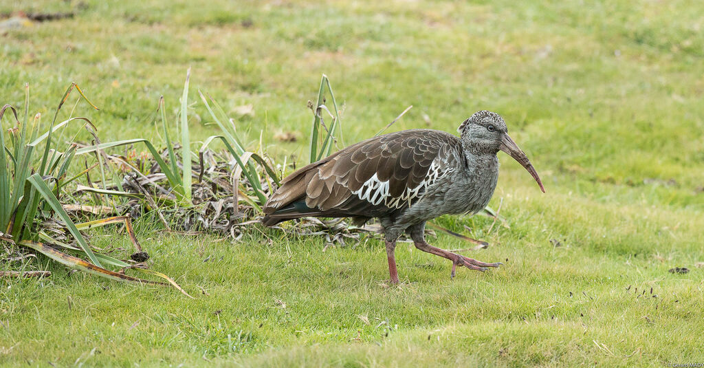 Ibis caronculé