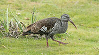 Ibis caronculé