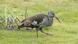 Wattled Ibis