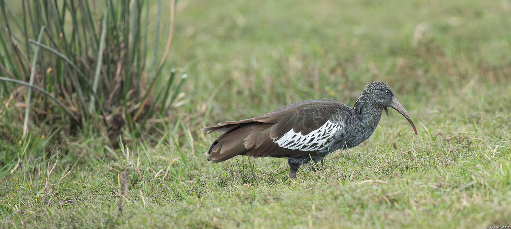 Wattled Ibis