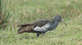 Ibis caronculé