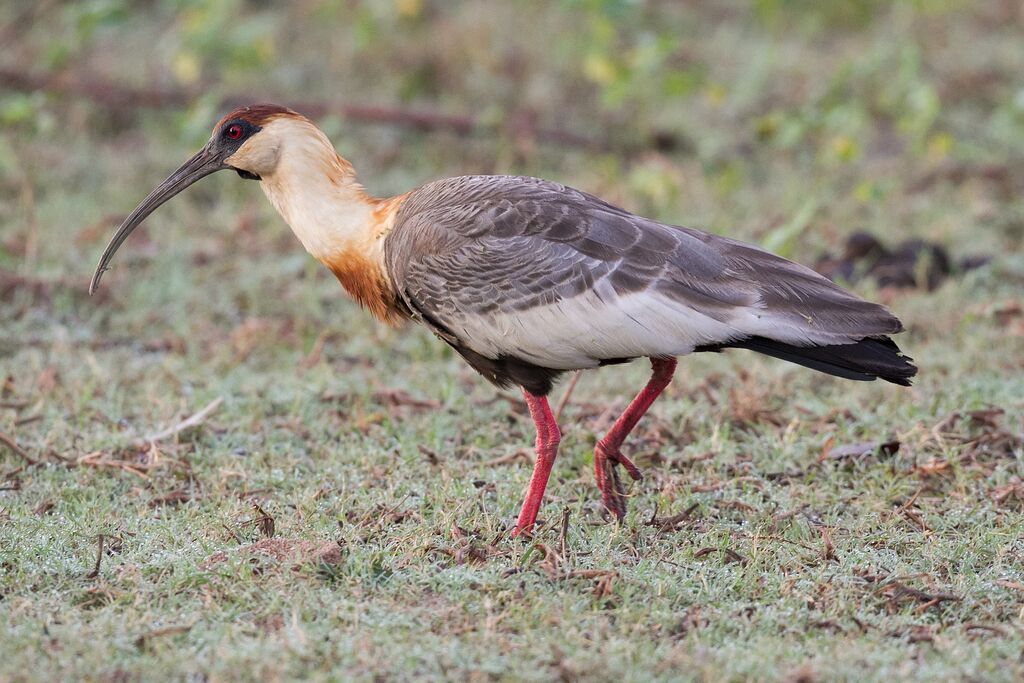 Buff-necked Ibis