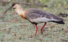 Buff-necked Ibis