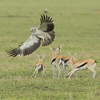 Aigle martial