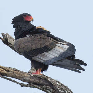 Bateleur des savanes