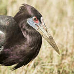 Cigogne d'Abdim