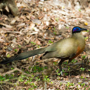 Coua géant